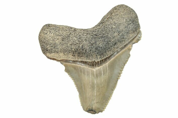 Serrated Angustidens Tooth - Megalodon Ancestor #273859